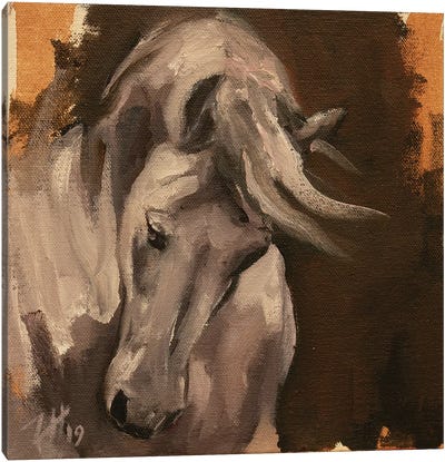 Equine Head Arab White (study 44) Canvas Art Print - Zil Hoque