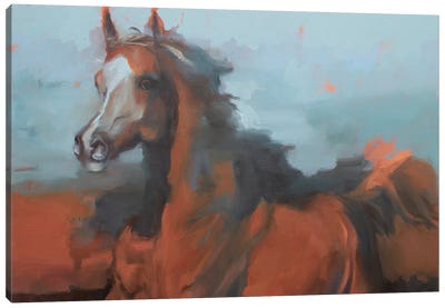 Equus Arabicus II Canvas Art Print - Zil Hoque