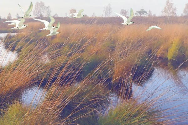 Steve Hunziker: MarshlandHues,Two by Steve Hunziker