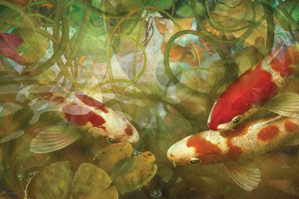 Water Lilies: Celestial Fish II by Steve Hunziker