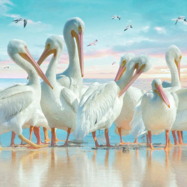 Large Coastal Art - Canvas Prints: Coastal Plumage III by Steve Hunziker