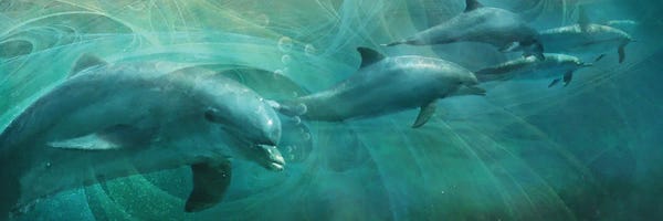 Steve Hunziker: Dolphin Drifters by Steve Hunziker