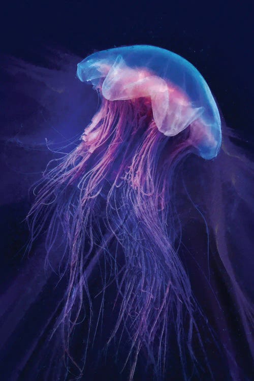 Rare Jellyfish Stings Swimmers With 25-Foot Tendrils At
