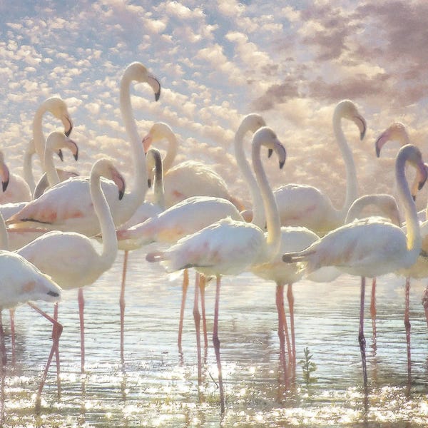 Steve Hunziker: Quiet Wave Of Pink by Steve Hunziker