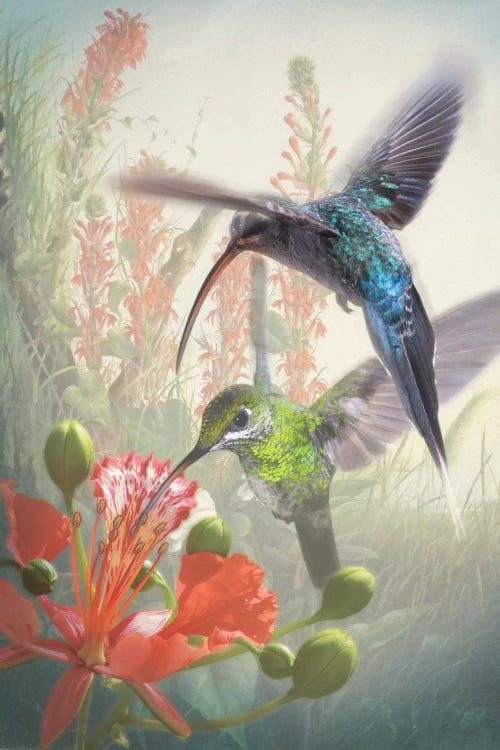 Hummingbird Cycle I