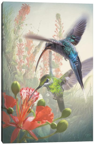 Hummingbird Cycle I Canvas Art Print - Hummingbird Art