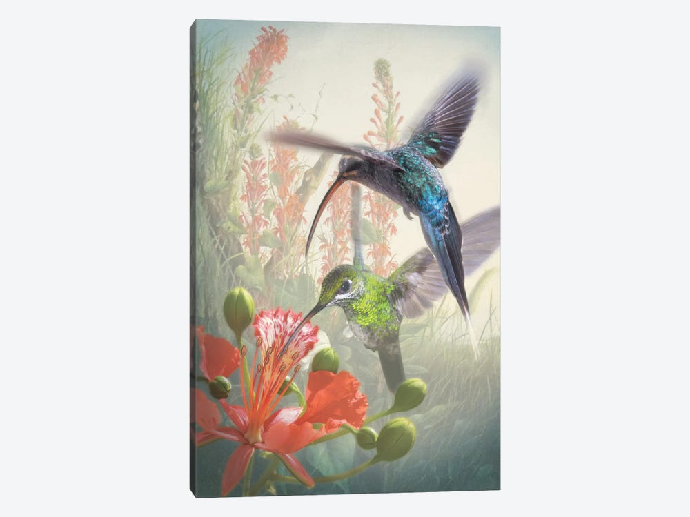 Hummingbird Cycle I by Steve Hunziker 1-piece Canvas Art