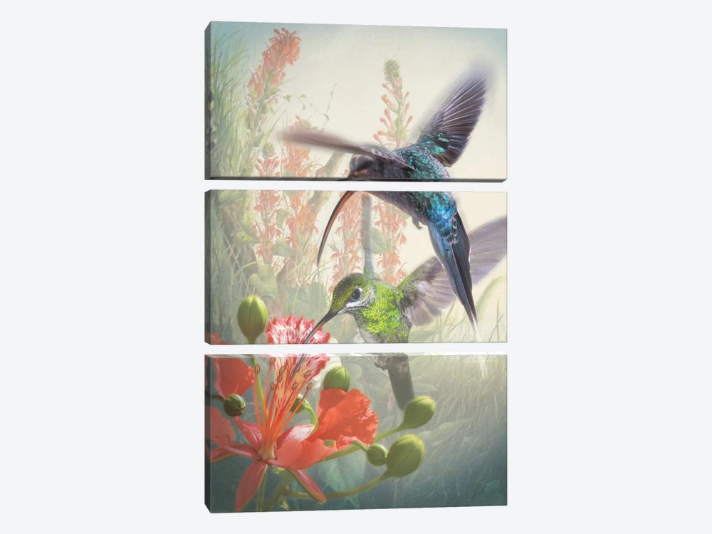 Hummingbird Cycle I by Steve Hunziker 3-piece Canvas Artwork