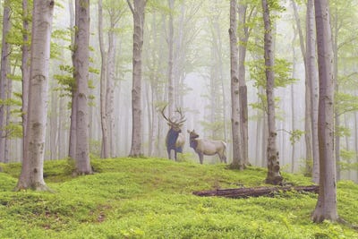 Elkishspring by Steve Hunziker framed wall art