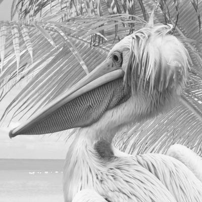 Featherlyfaces VI by Steve Hunziker framed wall art