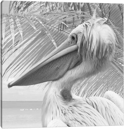 Featherlyfaces VI Canvas Art Print - Pelican Art