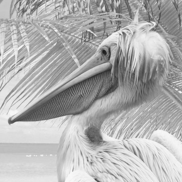 Pelicans: Featherlyfaces VI by Steve Hunziker