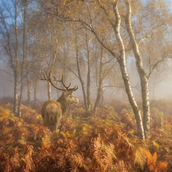 Steve Hunziker: Foggy Morning Lookout by Steve Hunziker