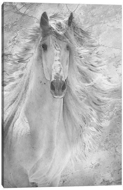 Fresco Pony One Canvas Art Print - Steve Hunziker