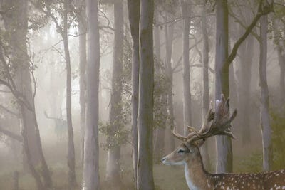 Misty Twosome by Steve Hunziker framed wall art