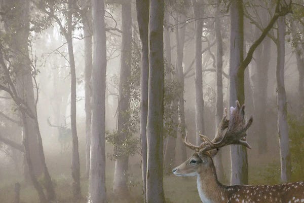 Steve Hunziker: Misty Twosome by Steve Hunziker