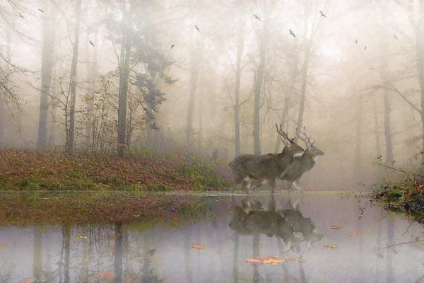 Steve Hunziker: Mistywaders by Steve Hunziker