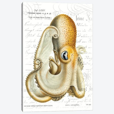 Octopus I Canvas Print #ZIK56} by Steve Hunziker Canvas Print