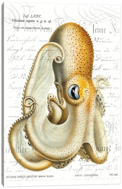 Octopus I Canvas Art Print - Steve Hunziker