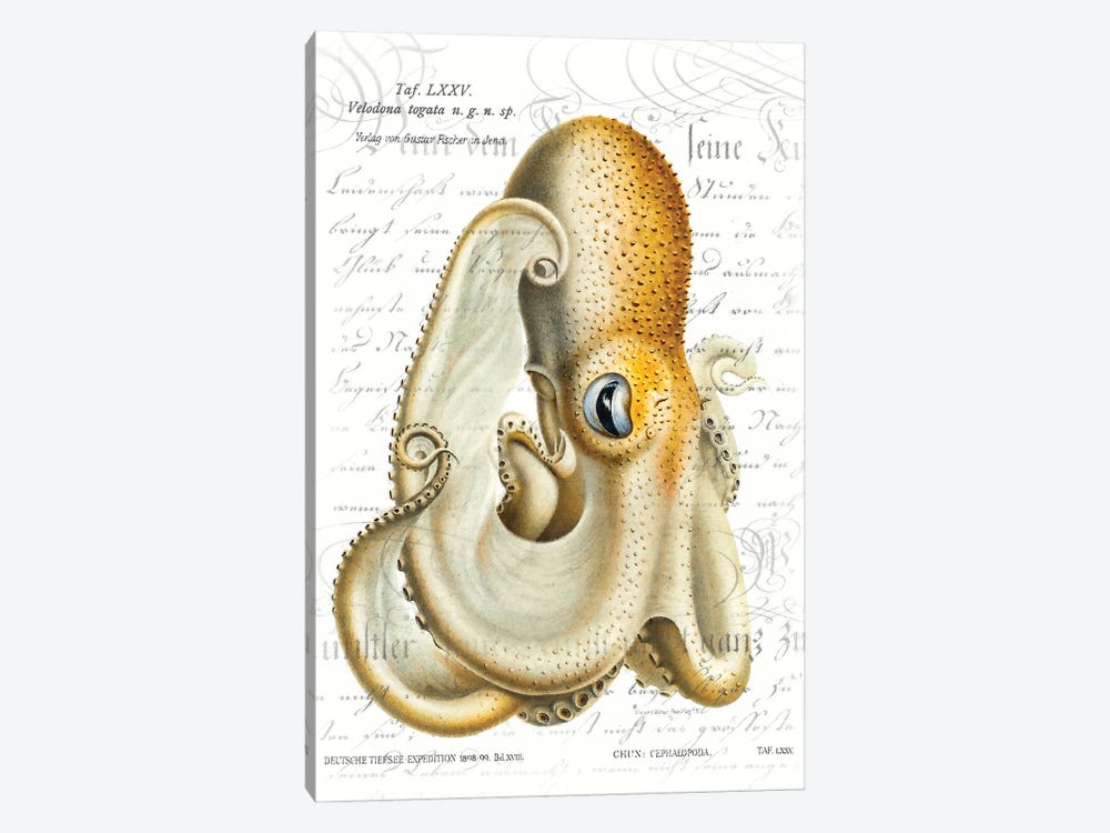Octopus I by Steve Hunziker 1-piece Art Print