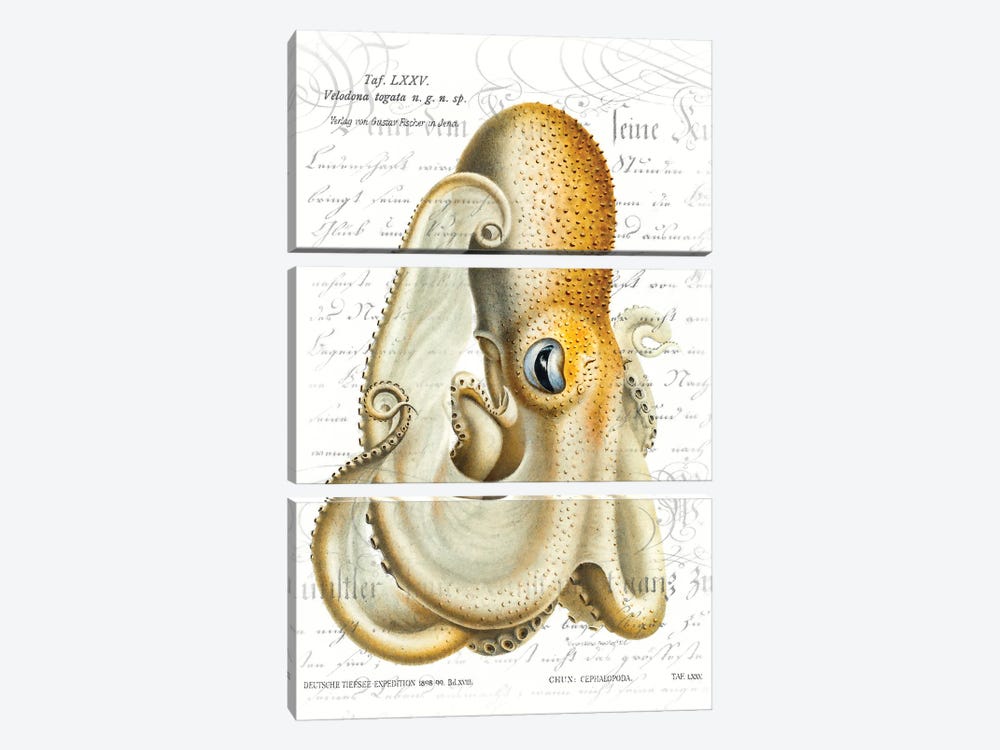 Octopus I by Steve Hunziker 3-piece Canvas Print
