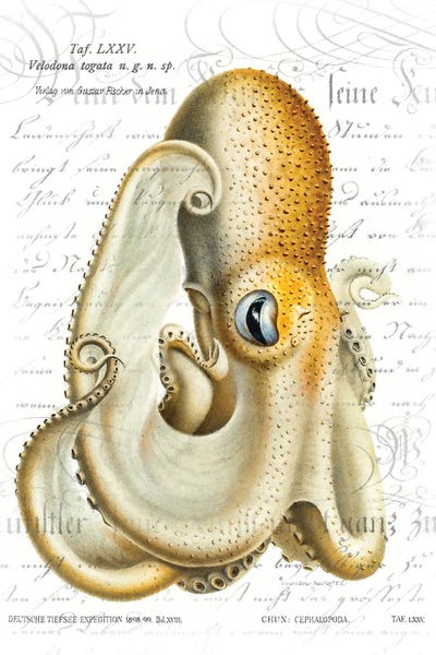 Steve Hunziker: Octopus I by Steve Hunziker