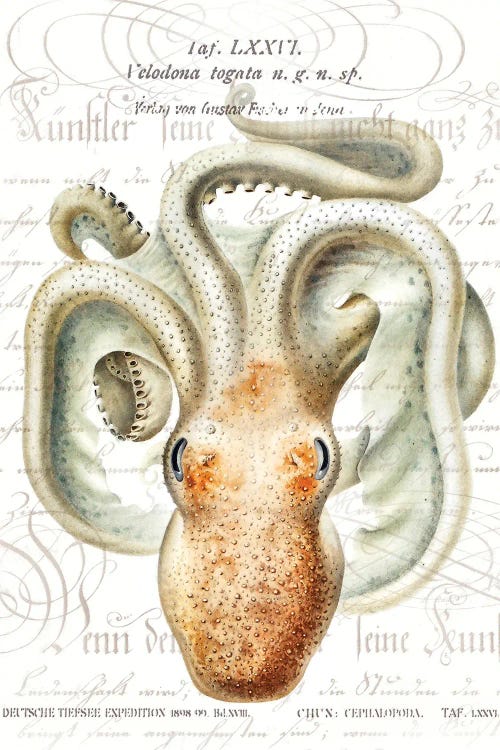 Octopus II