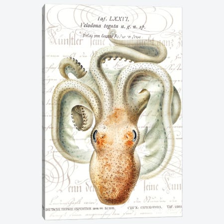 Octopus II Canvas Print #ZIK57} by Steve Hunziker Art Print