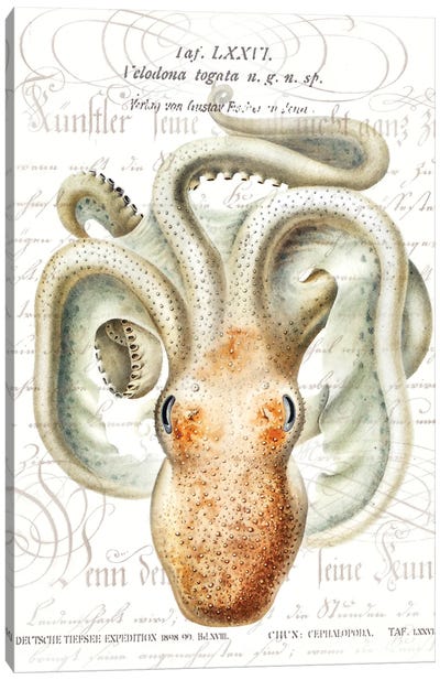 Octopus II Canvas Art Print - Steve Hunziker