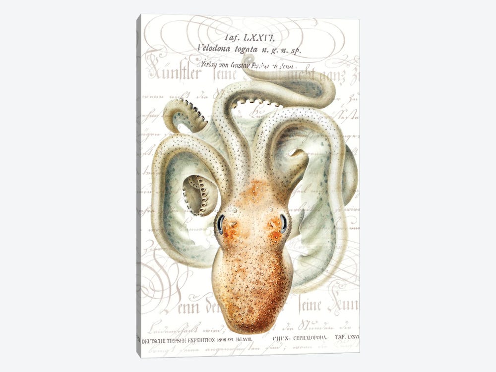 Octopus II by Steve Hunziker 1-piece Canvas Art