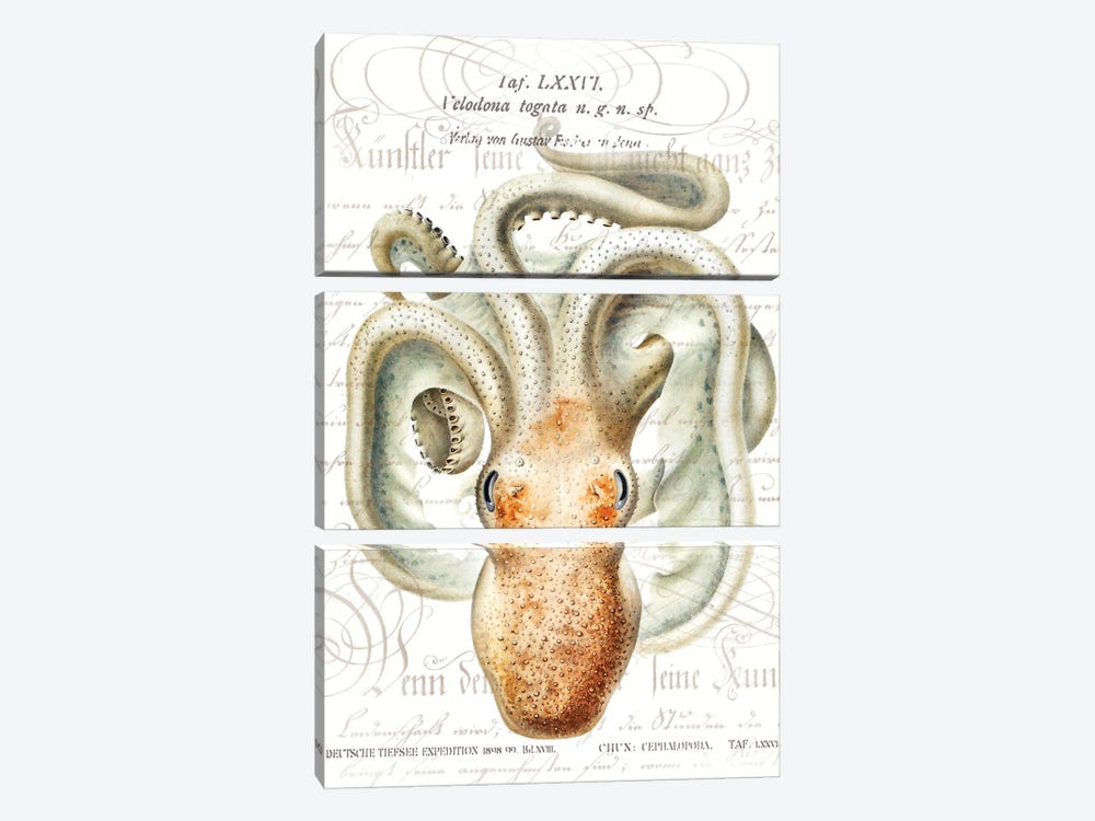 Octopus II by Steve Hunziker 3-piece Canvas Wall Art