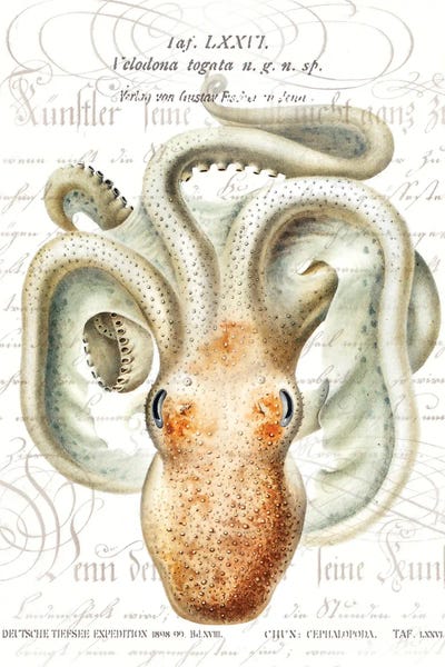 Steve Hunziker: Octopus II by Steve Hunziker