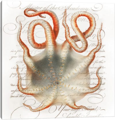 Octopus III Canvas Art Print - Octopus Art