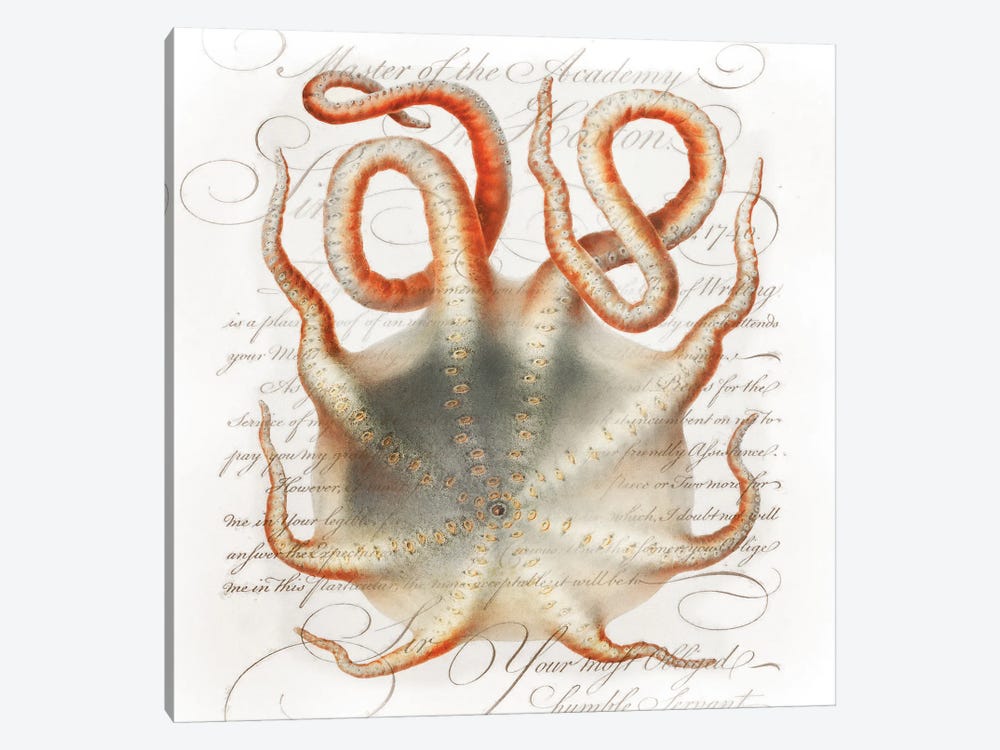 Octopus III by Steve Hunziker 1-piece Art Print