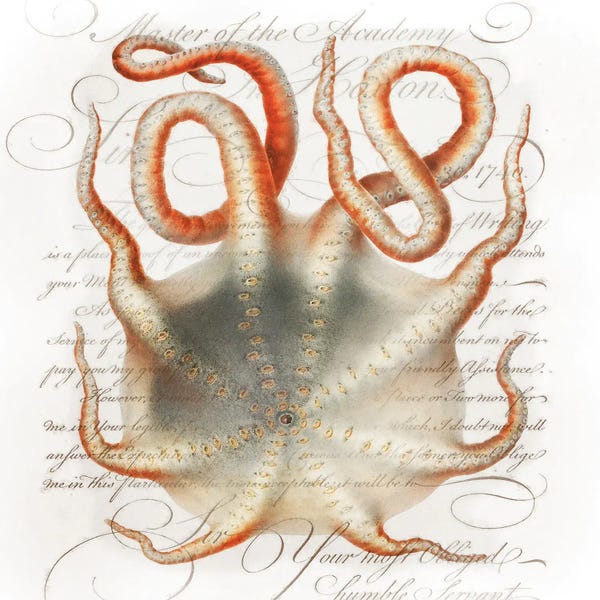 Steve Hunziker: Octopus III by Steve Hunziker