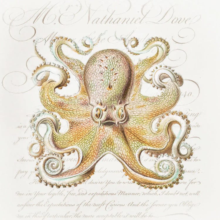 Octopus IV