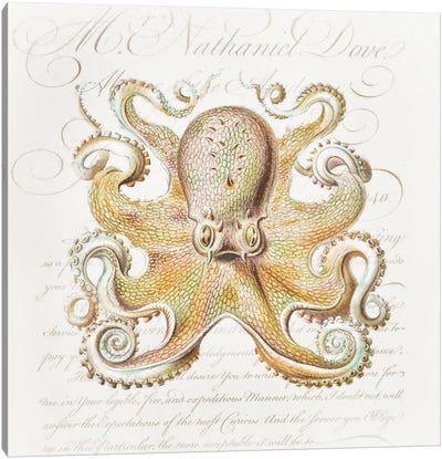 Octopus IV Canvas Art Print - Octopus Art