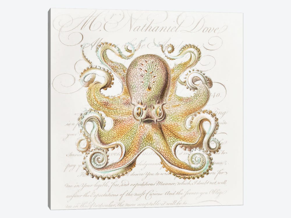 Octopus IV by Steve Hunziker 1-piece Canvas Wall Art