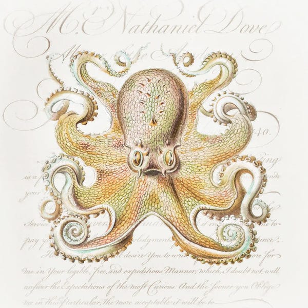 Steve Hunziker: Octopus IV by Steve Hunziker