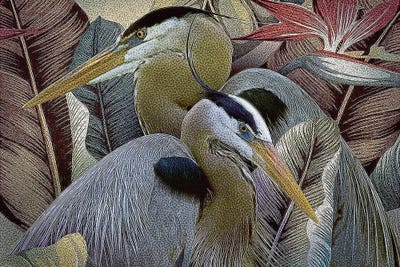 Herons