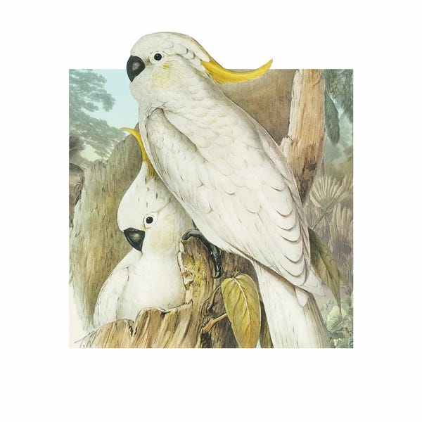 Steve Hunziker: Parrot Partners by Steve Hunziker