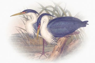 Sentimental Plumage III by Steve Hunziker framed wall art