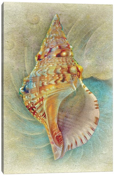 Aquatica I Canvas Art Print - Sea Shell Art