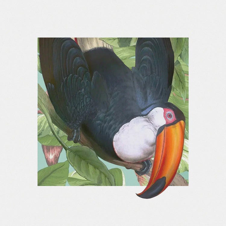 Toucan Peeking by Steve Hunziker wall art