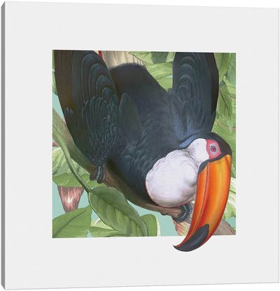 Toucan Peeking Canvas Art Print - Steve Hunziker