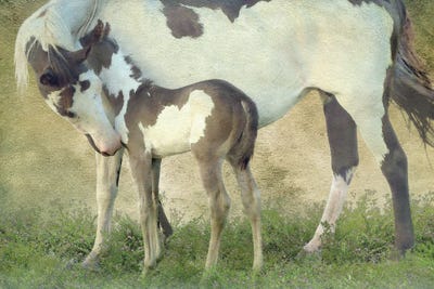 Wild & Free III by Steve Hunziker framed wall art