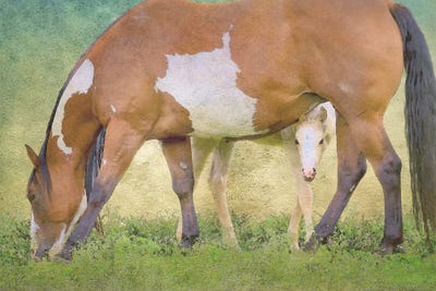 Wild & Free IV by Steve Hunziker framed wall art