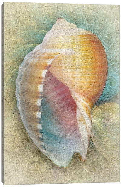 Aquatica III Canvas Art Print - Steve Hunziker