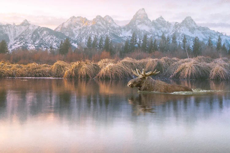 Wintry Swimmer