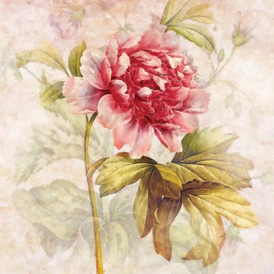 RubyFloral,One by Steve Hunziker framed wall art